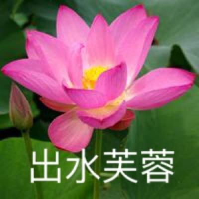 托卡小镇游乐园游戏下载